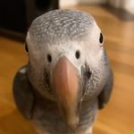 Garry - @garry_bird_617 - Instagram