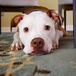 Garry Bishop - @nationpetslife - Instagram
