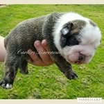 Garry Carter - @carters.chocbullies - Instagram