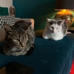 Garry Ferguson - @jojo.matilda - Instagram