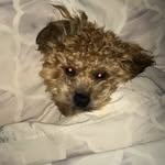 Garry Ross - @fizzyroscoe - Instagram