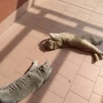 Garry&Vincent - @mylovelytcats - Instagram