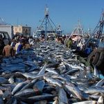 Garry Wayne - @seafoodwholesale1 - Instagram