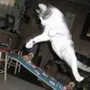 Garth Allen - @baddaddyonline - TikTok