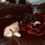 Garth🐶 & Bean🐱 - @the_adventuresof_garthandbean_ - Instagram