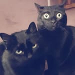 BlackCats - @wayne.and.garth.black.cats - Instagram