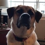 🐾 G  A  R  T  H 🐾 - @garth.cooper.2019 - Instagram