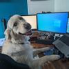 Enzo the Golden Retriever - @garykirkpatrick92 - TikTok