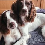 Garth and Stanley - @the.springer.brothers - Instagram