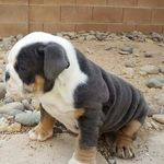 Garth Weaver - @leadingedgebullies - Instagram