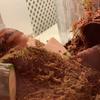 Gary,Albie - @snail.friendlyplace - TikTok