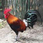 Gary A Angeles - @superggf17 - Instagram