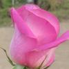 garyante - @garyante - TikTok