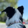 Twin Dogs  •  Following - @gary.antonio2 - TikTok