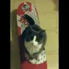 Artigarylunastinksapollo - @artigarylunastink - TikTok