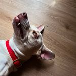 AGC - @gary_archie_chunk - Instagram