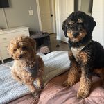 Archie + Gary - @archieandgarydoodles - Instagram