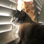 @archie_and_gary - Instagram