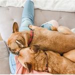GARY MURPHY & ARCHIE THE FRENCHIES 🍼 - @garyandmurphy - Instagram
