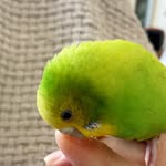 豆プー - @garyaruda - Instagram