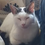 Gary Ashford - @gary_thecatofficial - Instagram