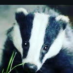 Gary the Badger - @gary_the_badger - Instagram