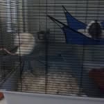 Gary&Badger - @garybadger - Instagram