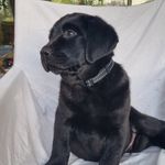 Gary Barry Harry - @garybarryharryblacklab - Instagram