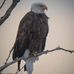 Gary Bauer - Facebook