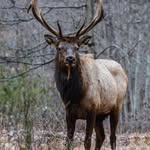 Gary Bauer - @garybauer15143 - Instagram