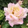 Gary Beyer - @gary.beyer - TikTok