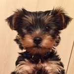 Gary Birrell - @rs07gaz - Instagram