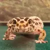 Gary Laskowski Jr. - @gary.laskowski.jr - TikTok