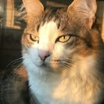gary.bonnen | גארי❤ - @gary.cat.bonnen - Instagram