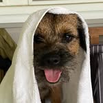 @gary.borderterrier - Instagram