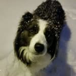 Gary 🩵 - @gary.border.collie - Instagram