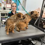 Gary and Mabel - @gary_mabel_the_border_terriers - Instagram