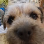 Gary border terrier - @garyborderterrier - Instagram