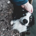 Gary - @gary_the_bordercollie - Instagram