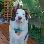 Gary, the Border - @gary_theborder - Instagram