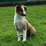 Gary The Border Sheepdog - @gary_thebordersheepdog - Instagram