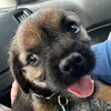 Gary the Border Terrier - @gary.the.border.t - TikTok