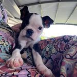 Gary and Bosco - @garyandbosco - Instagram