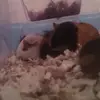 garybrose - @guinea.pigs.for.life1 - TikTok
