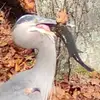 garybouffard - @garybouffard - TikTok