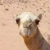 Gary Bowden697 - @sugarpapax - TikTok