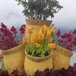 Sharon Bowes - @gary.bowes.3 - Instagram
