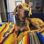 Beauregard Garibaldi AKA Bowie Gary AKA Bowie AKA Gary - @itsbowiegary - Instagram