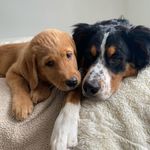Bowie and Gary - @bowie_and_gary - Instagram