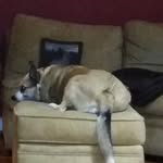 Gary Bracken - @this_is_because_dog - Instagram